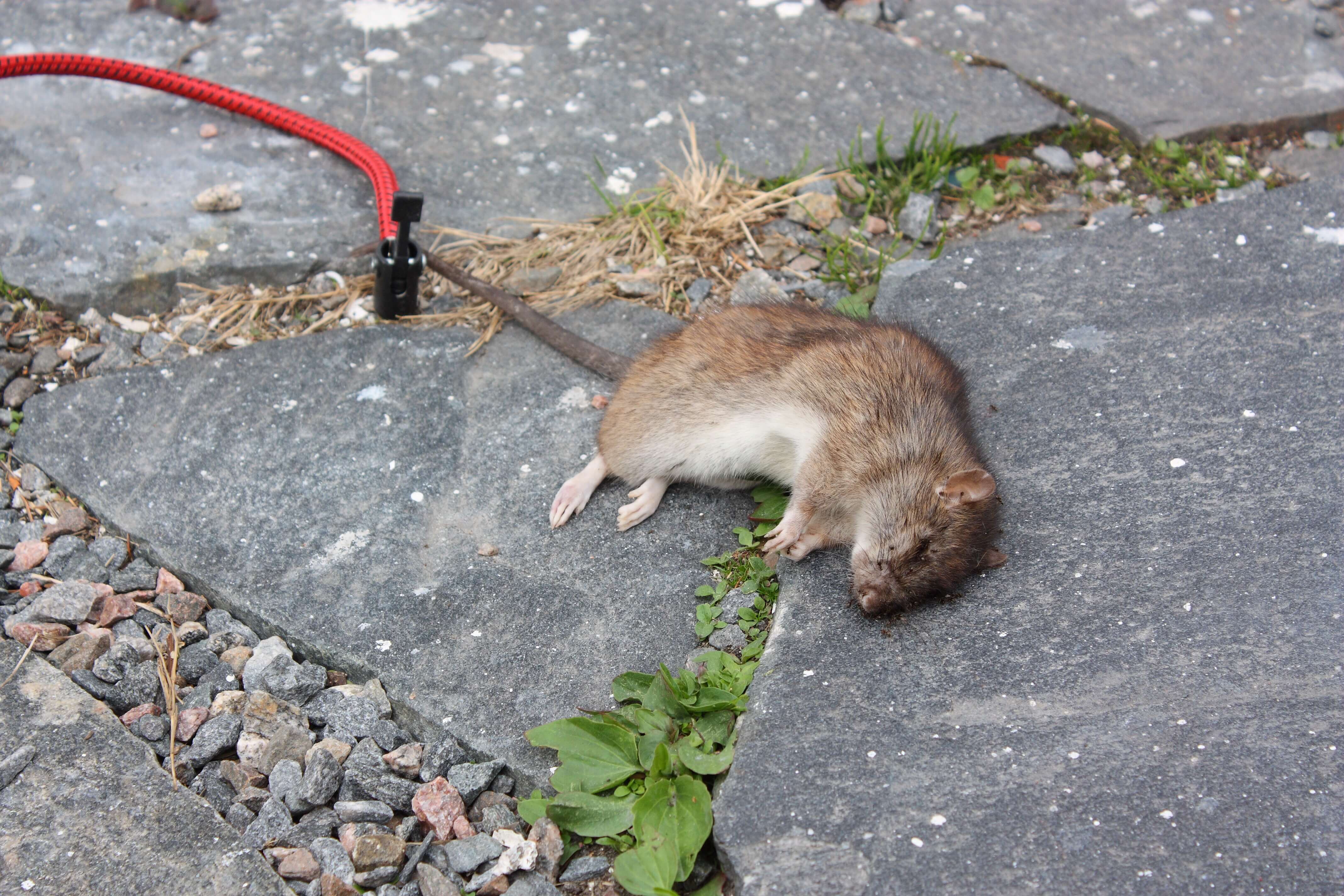 Dead rat how to prevent rats from eating your car wires
