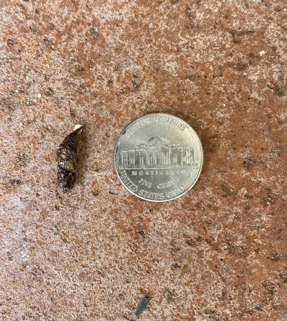 Rat dropping next to a nickel to show the length, size and shape.