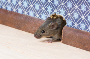 Rat peeking out chewed up hole in house.