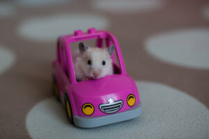 White Mouse in Pink Toy Car