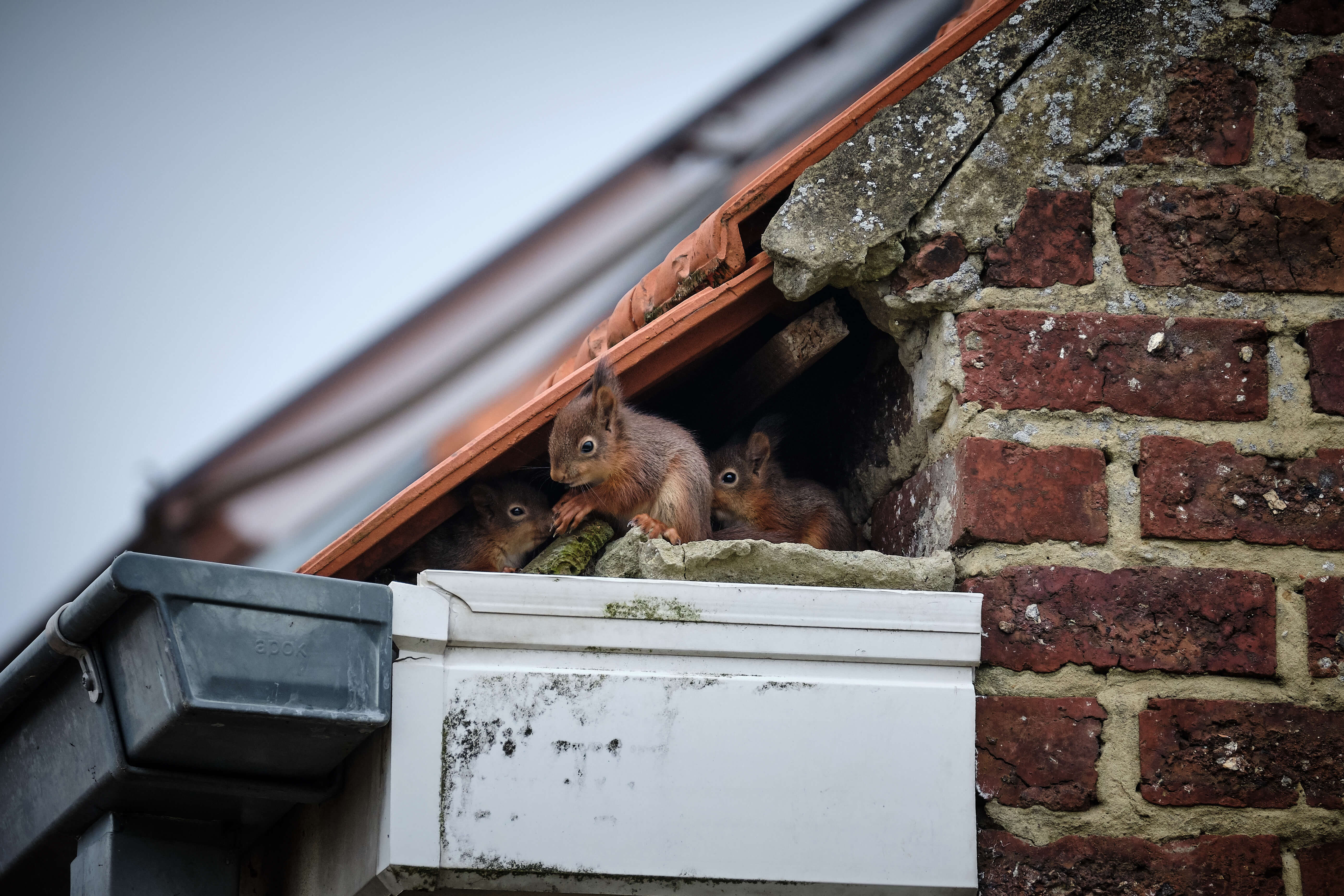Squirrels on the roof - How to Prevent Rats from Eating Your Car Wires